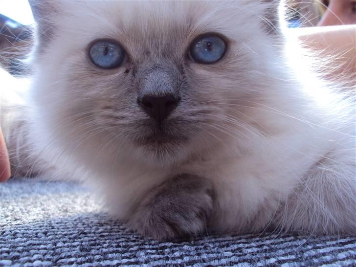 Ragdoll Nøvde Bøv billede 4