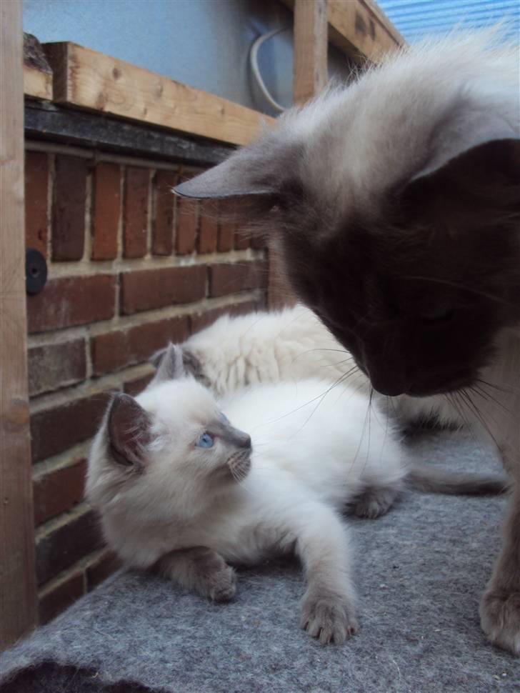 Ragdoll Nøvde Bøv billede 5