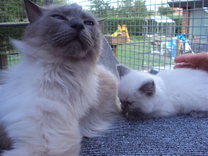 Ragdoll Nøvde Bøv - Bøvsen og hans far billede 6