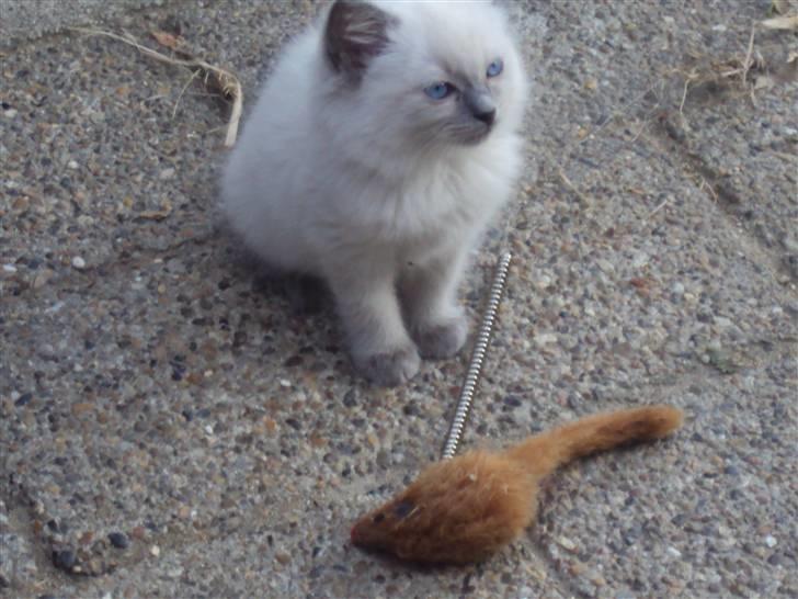 Ragdoll Nøvde Bøv billede 7