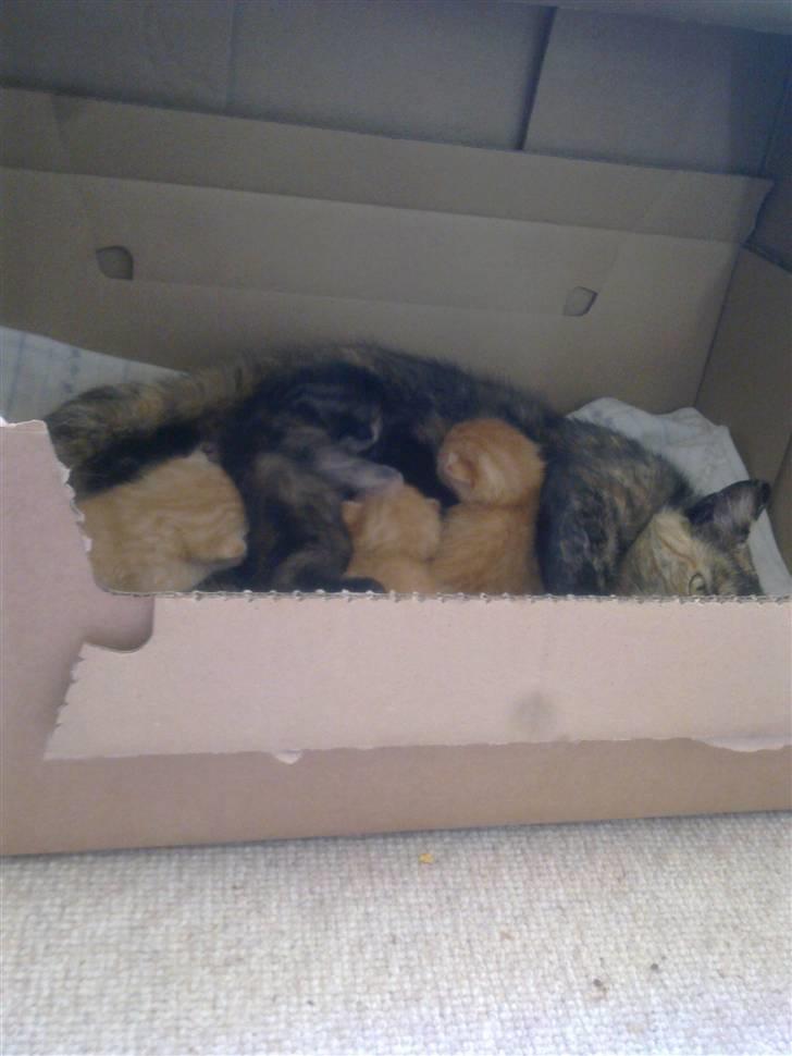 Huskat pernille<3 DØD!med gred billede 5