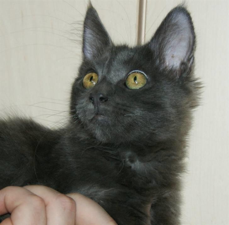 Maine Coon Tomahawk´s bull goes hunt billede 1