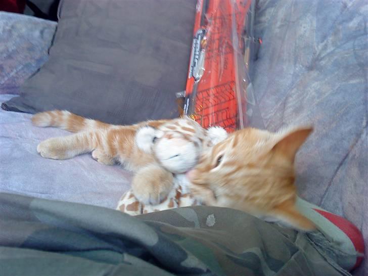 Blanding af racer Balou - Bamse ska ha klø!! billede 20