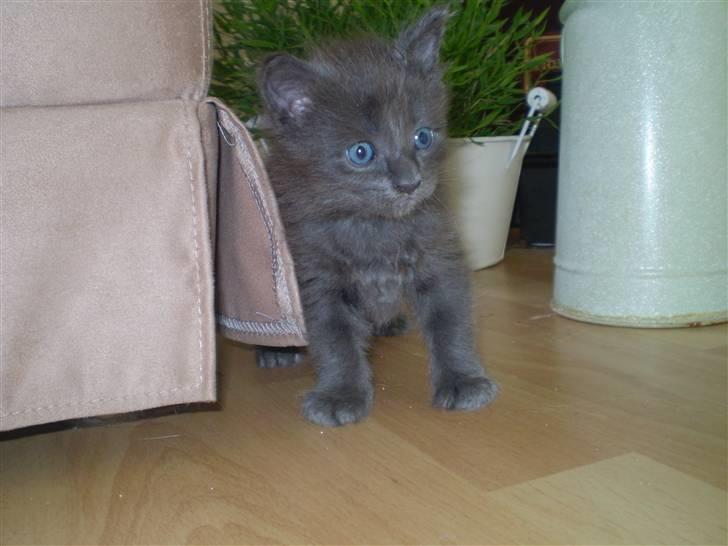 Maine Coon Tomahawk´s bull goes hunt billede 2