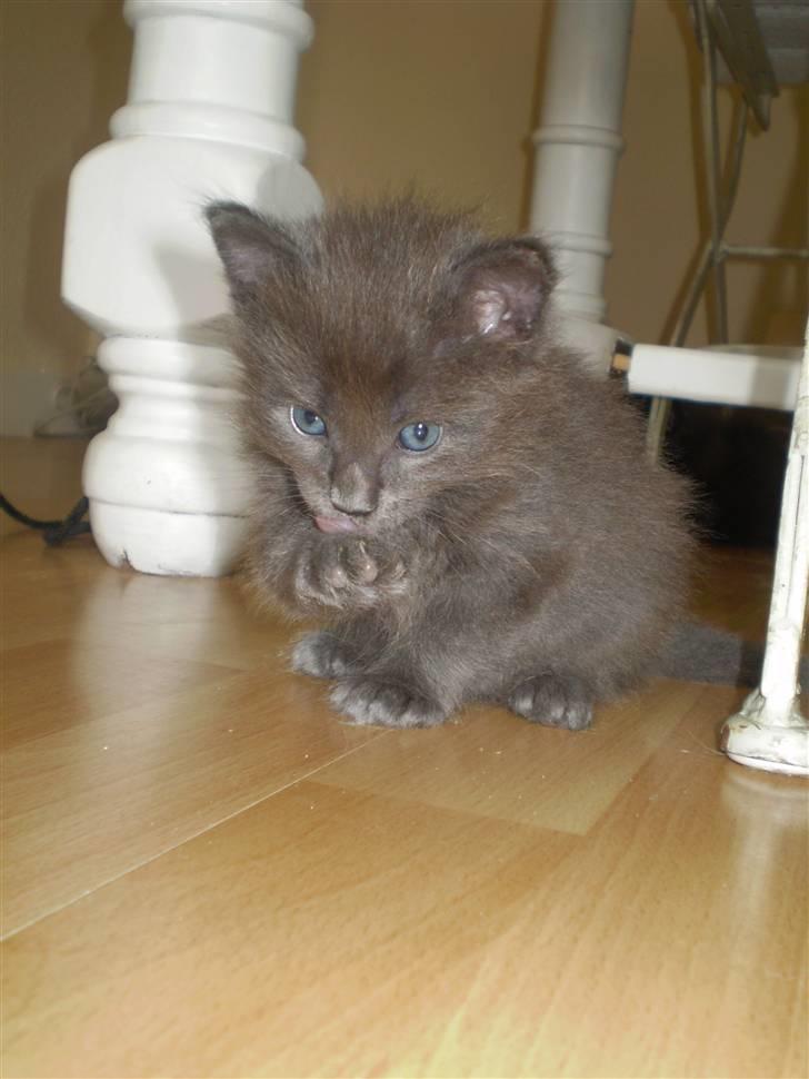 Maine Coon Tomahawk´s bull goes hunt billede 3