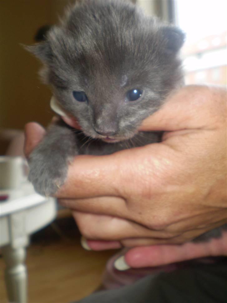 Maine Coon Tomahawk´s bull goes hunt billede 4