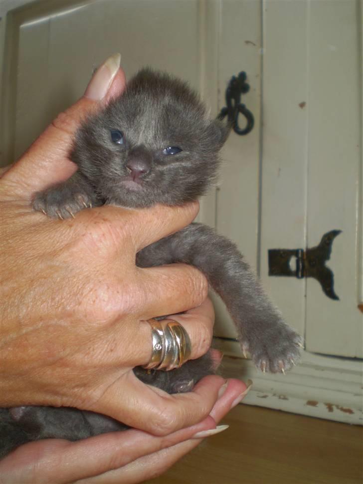 Maine Coon Tomahawk´s bull goes hunt billede 5