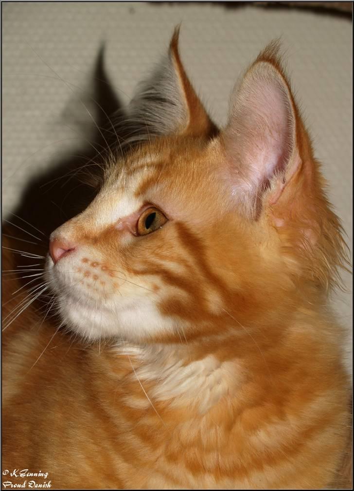 Maine Coon DK Proud Danish MoonLight billede 13