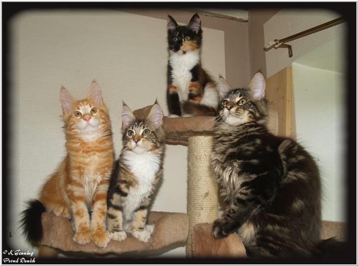 Maine Coon DK Proud Danish MoonLight billede 15