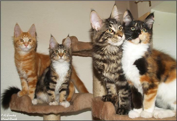 Maine Coon DK Proud Danish MoonDancer billede 27