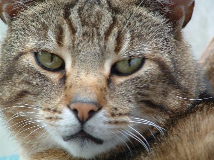 Blanding af racer Pelle - Velkommen til Pelle´s profil :) billede 1