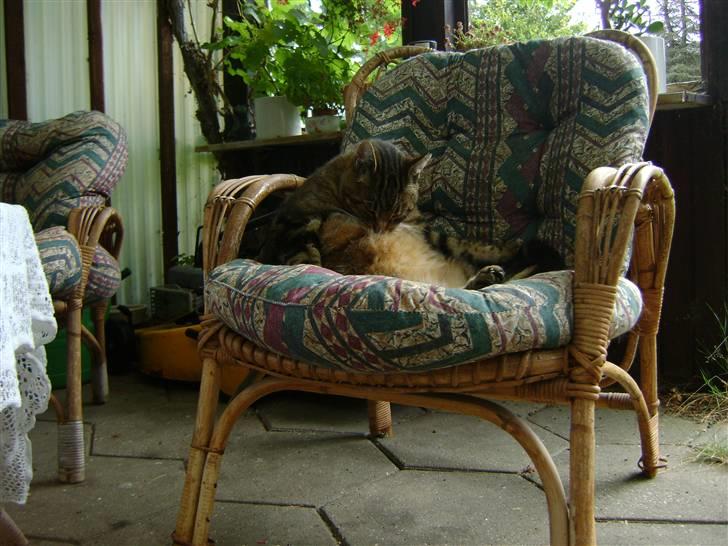 Blanding af racer Pelle - Absolut favorit soveplads om formiddagen.. billede 2