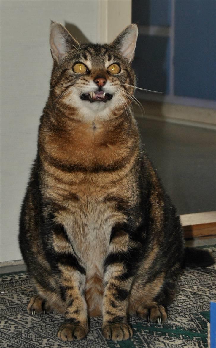 Blanding af racer Pelle - Grrrr!! billede 3