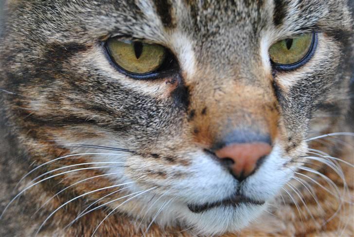 Blanding af racer Pelle billede 4