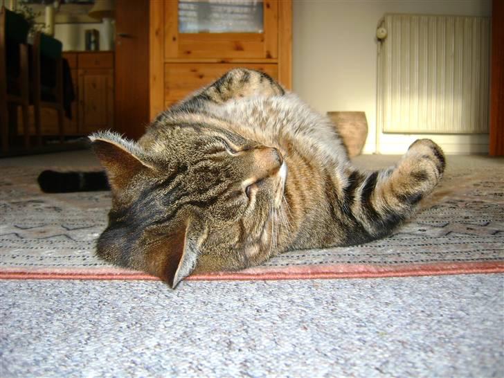 Blanding af racer Pelle - Fladud i stuen, her sover jeg når der ses fjernsyn :) billede 5