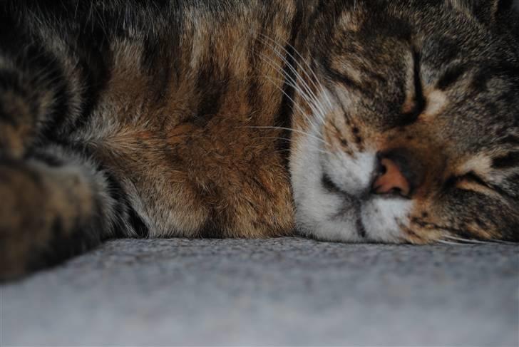 Blanding af racer Pelle - zzzz  ... en lille morfar  billede 6