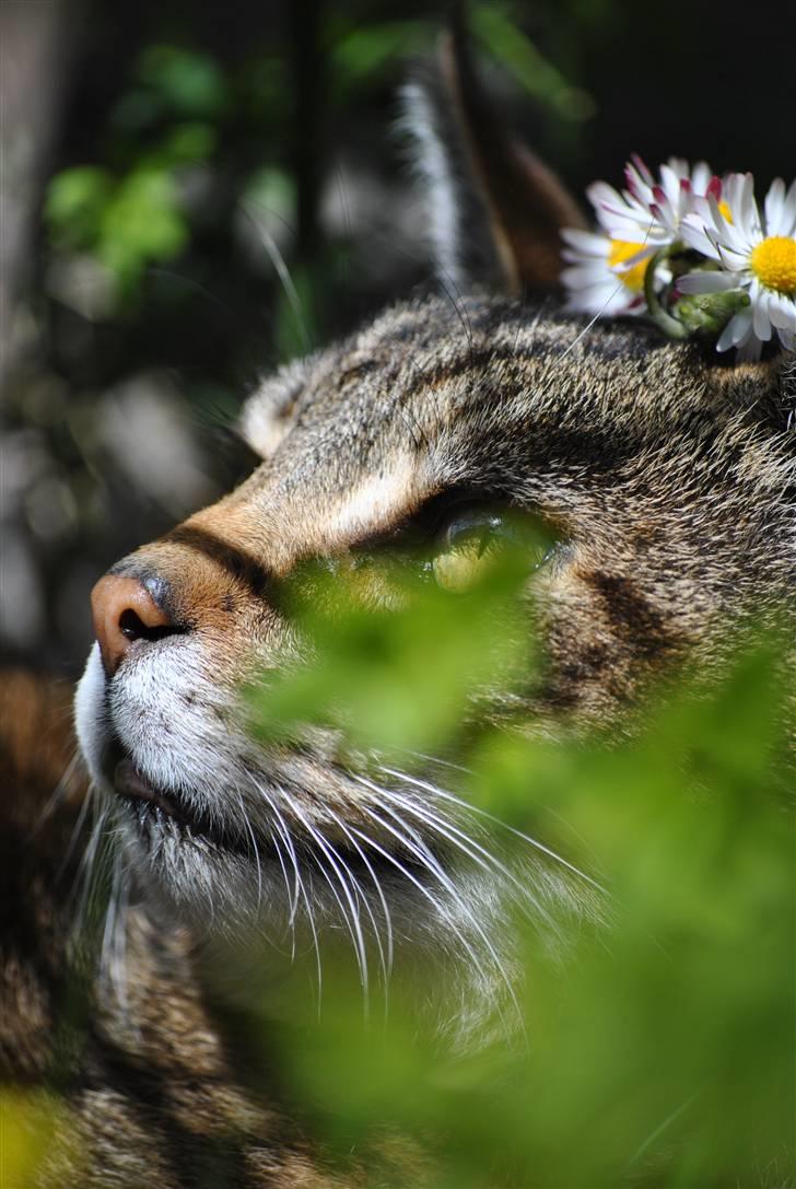 Blanding af racer Pelle - her er jeg så i haven, under én af mine bedste buske.. billede 7