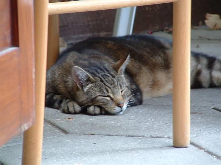 Blanding af racer Pelle - pyha det er varmt, må hellere køle maven lidt på fliserne.. billede 8