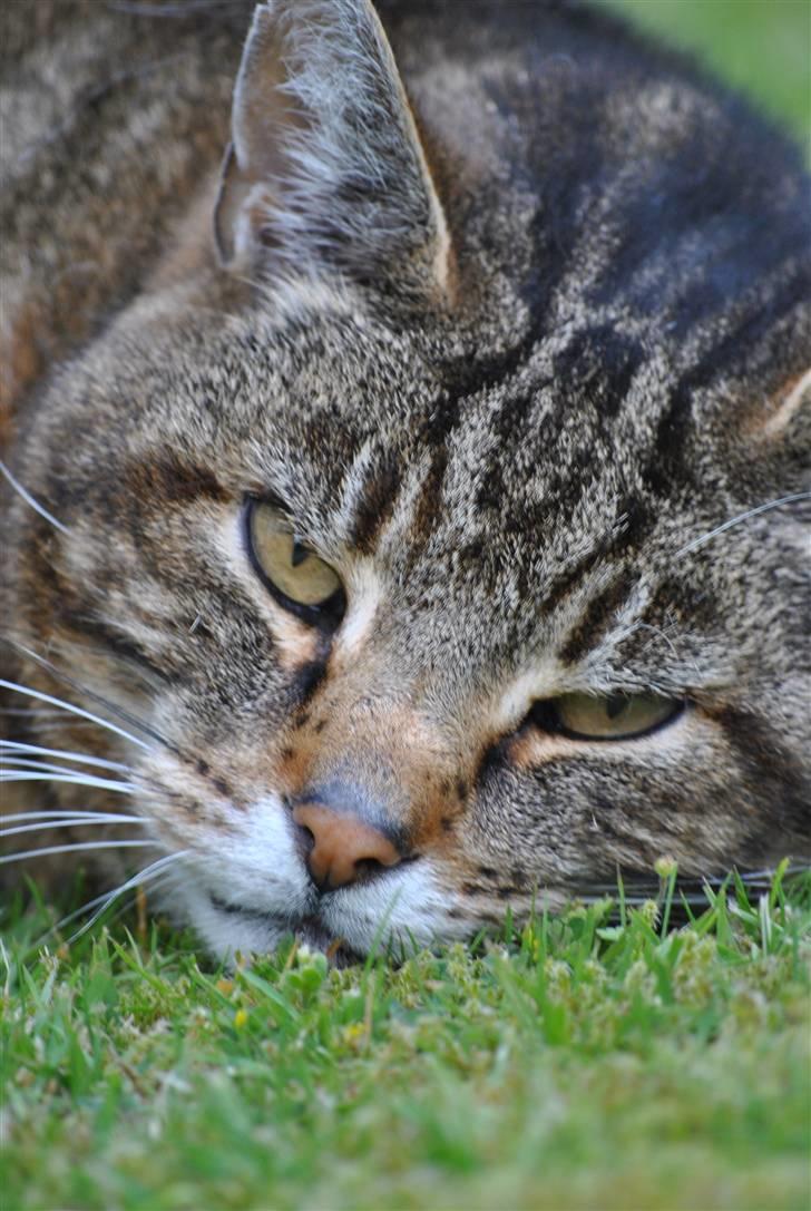 Blanding af racer Pelle - Hmmm? Du vil hva`´? billede 9