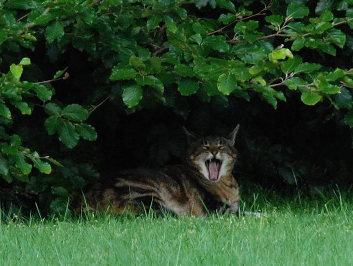 Blanding af racer Pelle billede 10