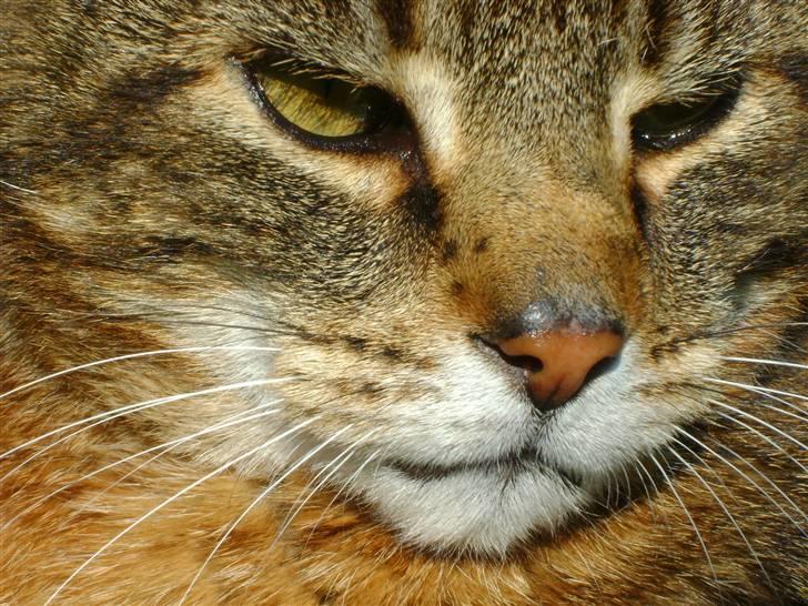 Blanding af racer Pelle billede 11