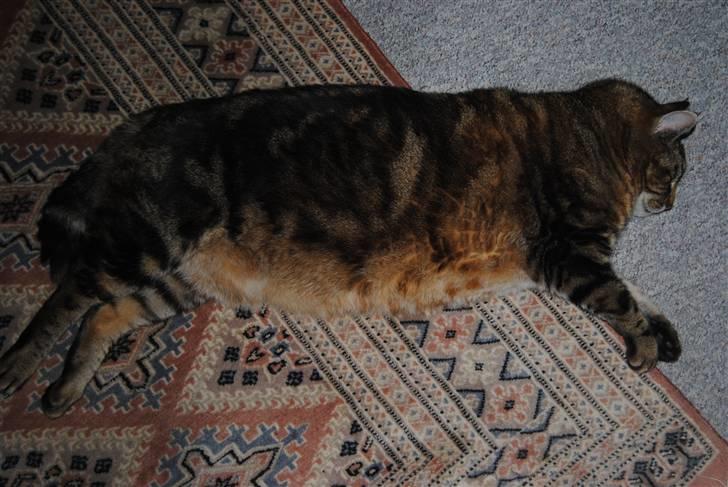 Blanding af racer Pelle - zzz billede 12