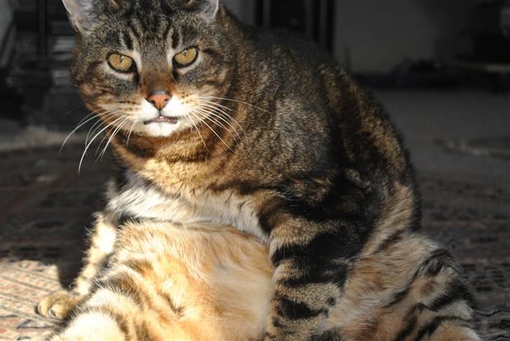 Blanding af racer Pelle - Gider du lige??? -jeg er i bad !  billede 13