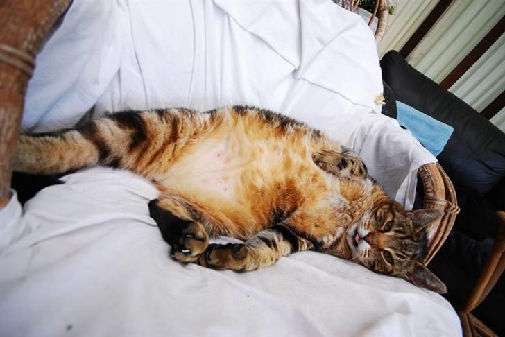 Blanding af racer Pelle - også på ryggen en time til halvanden..  billede 14