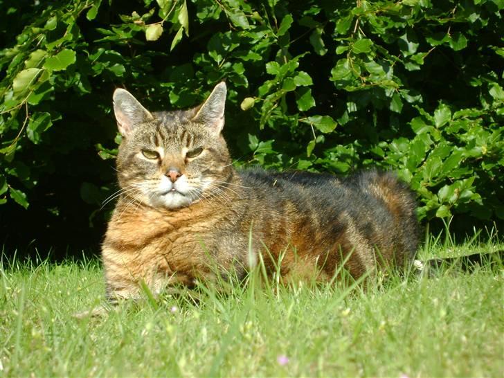 Blanding af racer Pelle - Min have, mit bøge træ, mit kongerige :) billede 15