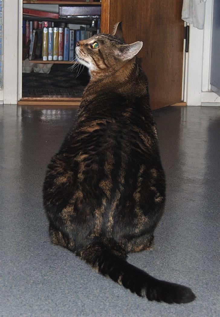 Blanding af racer Pelle - Mit ynglings rum.. køkkenet. Mad? billede 16