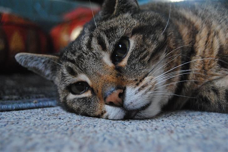 Blanding af racer Pelle billede 17