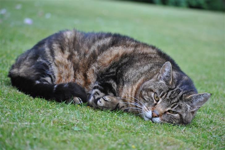 Blanding af racer Pelle billede 18