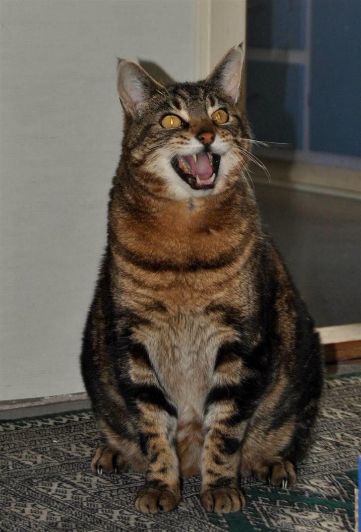 Blanding af racer Pelle - Hallo?!! Sulten, NU! Hvor er i henne? xD billede 19