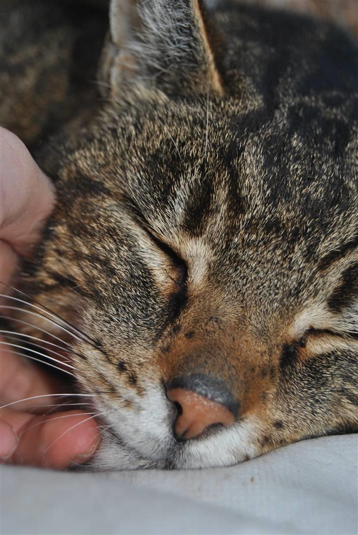 Blanding af racer Pelle - zzz ses, tak for kigget... zz billede 20