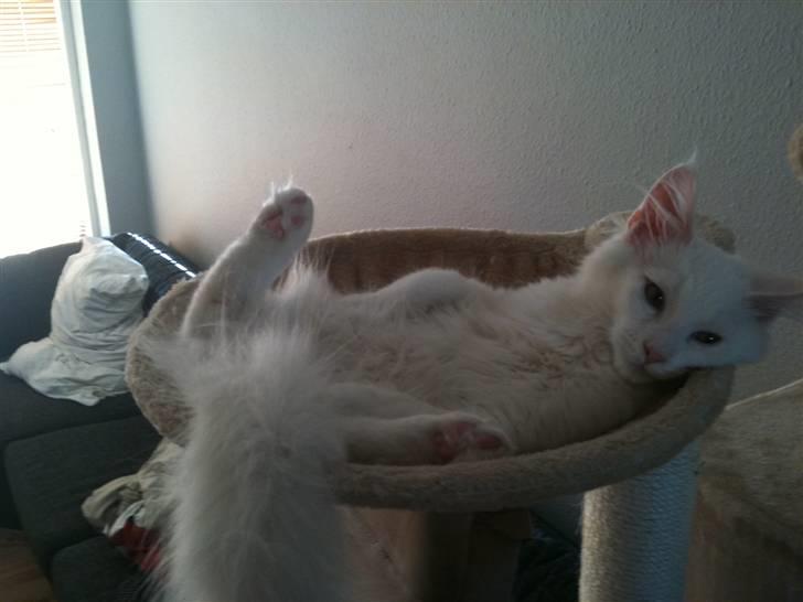 Blanding af racer Snebold billede 12