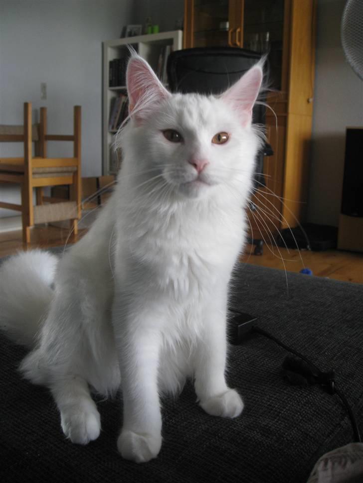 Blanding af racer Snebold billede 13