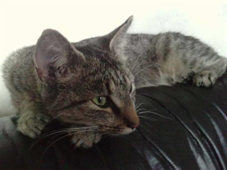 Huskat |Miranda billede 6