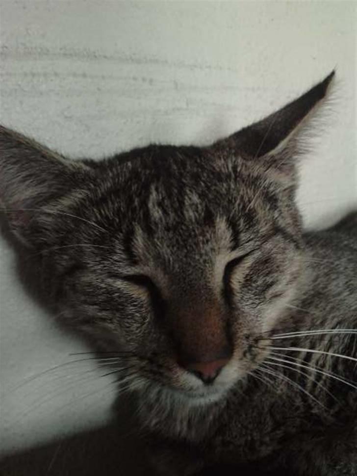 Huskat |Miranda billede 8