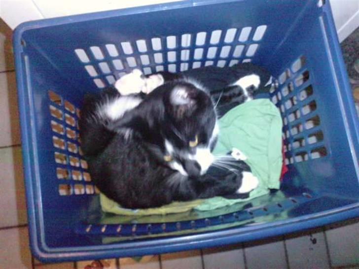 Huskat |Adonis "fat cat" - Her ligger man bedst;p<3 billede 12