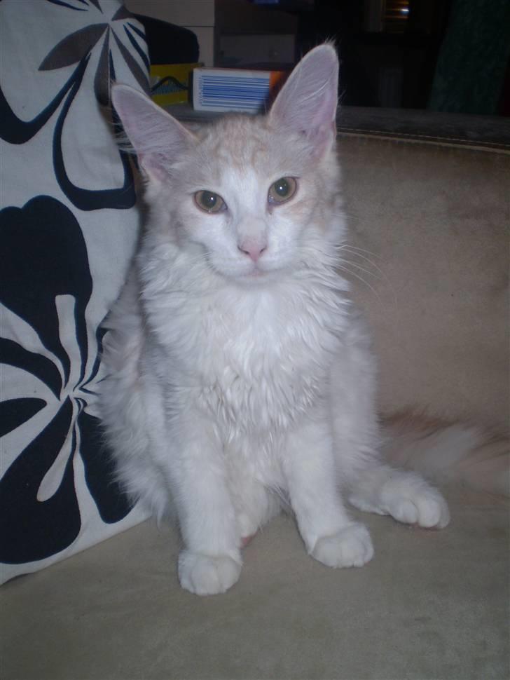 Maine Coon Lykkekatte Jersey billede 1