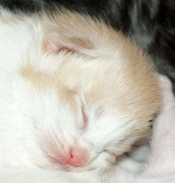 Maine Coon Lykkekatte Jersey - 2 uger billede 2