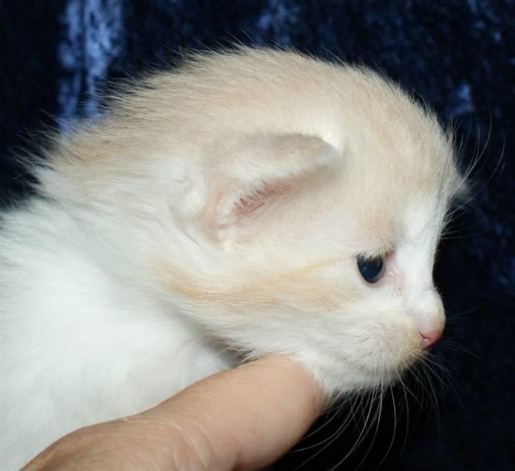 Maine Coon Lykkekatte Jersey - 3 uger billede 3