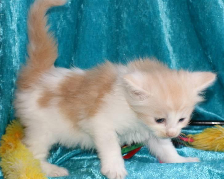 Maine Coon Lykkekatte Jersey - 4 uger billede 4