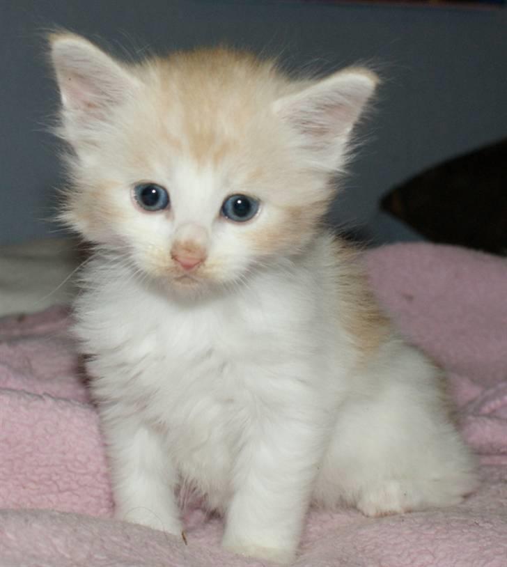 Maine Coon Lykkekatte Jersey - 5 uger billede 5