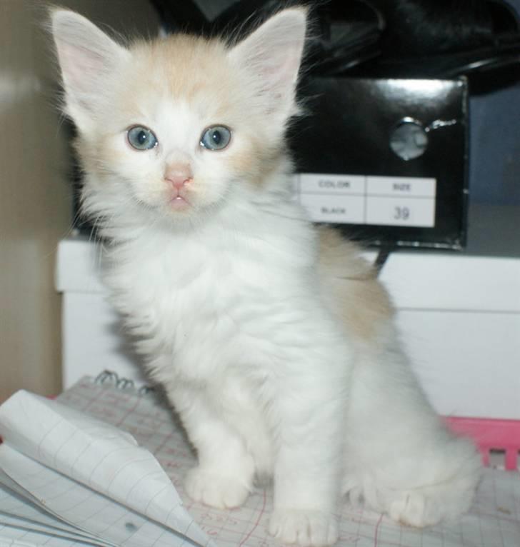 Maine Coon Lykkekatte Jersey - 6 uger billede 6