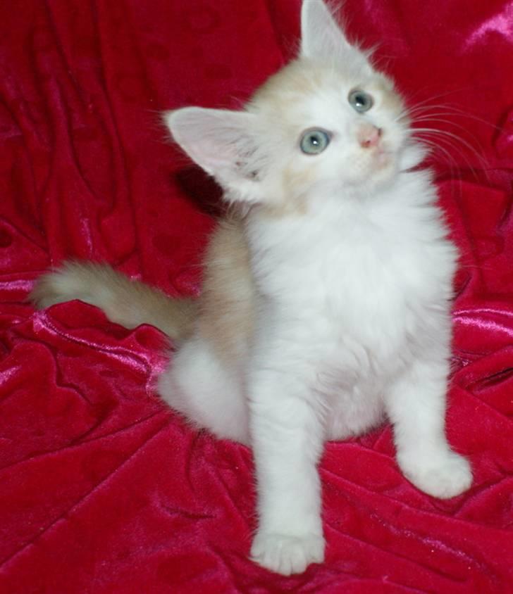 Maine Coon Lykkekatte Jersey - 7½ uge billede 7