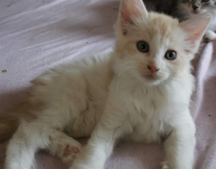 Maine Coon Lykkekatte Jersey - 8 uger billede 8