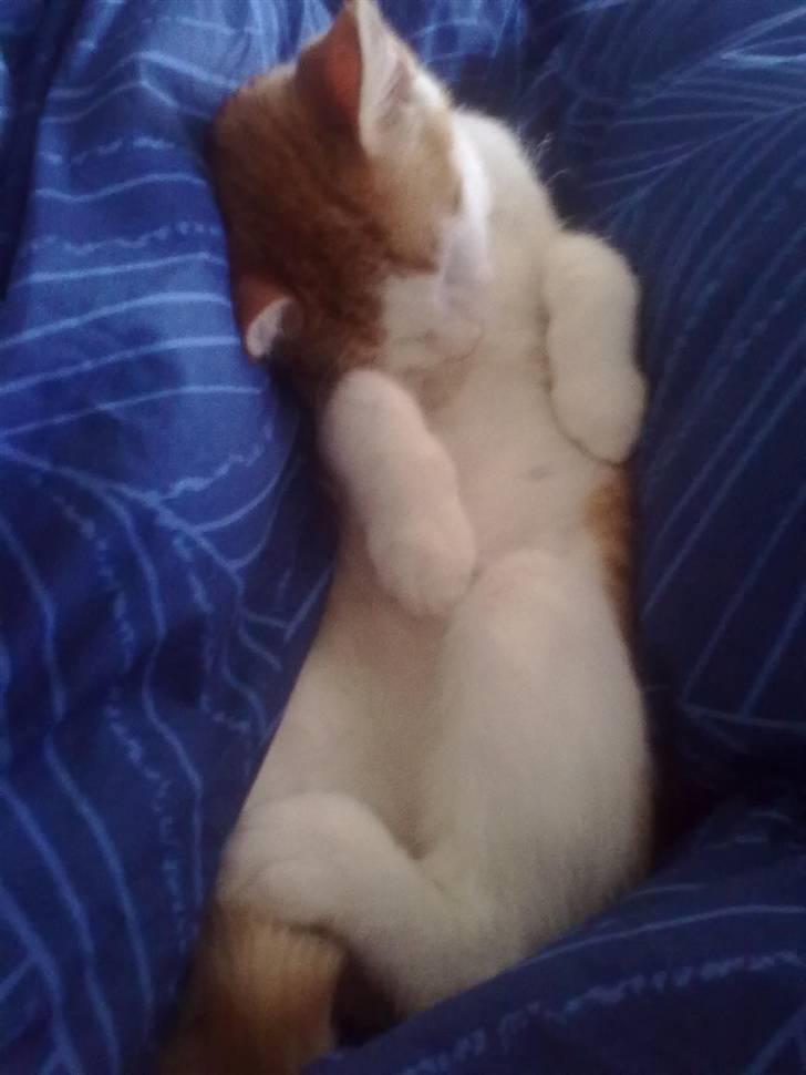Huskat Fighter R.I.P billede 15