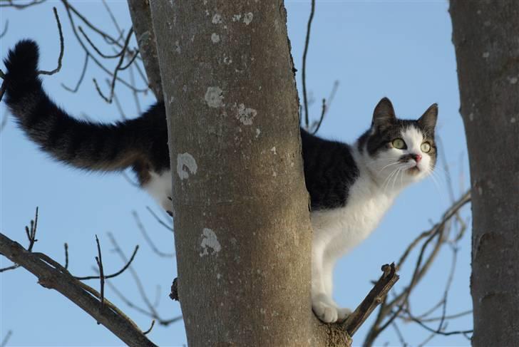 Huskat Desmo - 2010 - Velkommen til min profil. Jeg er en rigtig vovehals kan jeg godt sige jer ;) En modig kat siger de at jeg er :D billede 1