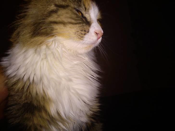 Norsk Skovkat Esther billede 6